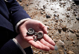 Lyme Regis Fossil Festival