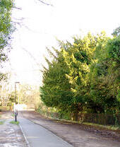 A daytime view of Gravel Walk in Bath