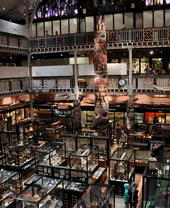 An overhead view of the exhibits and displays at the Pitt Rivers Museum in Oxford
