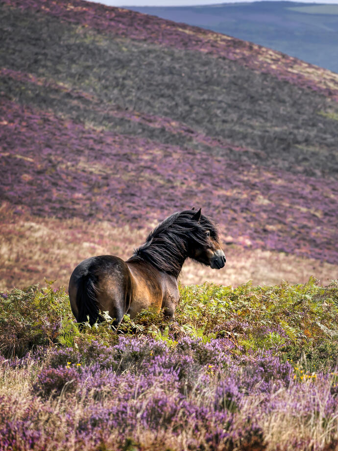 A wild pony standing in the heather on the side of a hill.