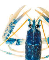 A close up view of a common lobster at the National Lobster Hatchery