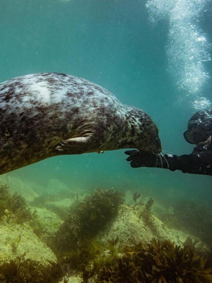 A common grey seal swims with scuba diver in the sea