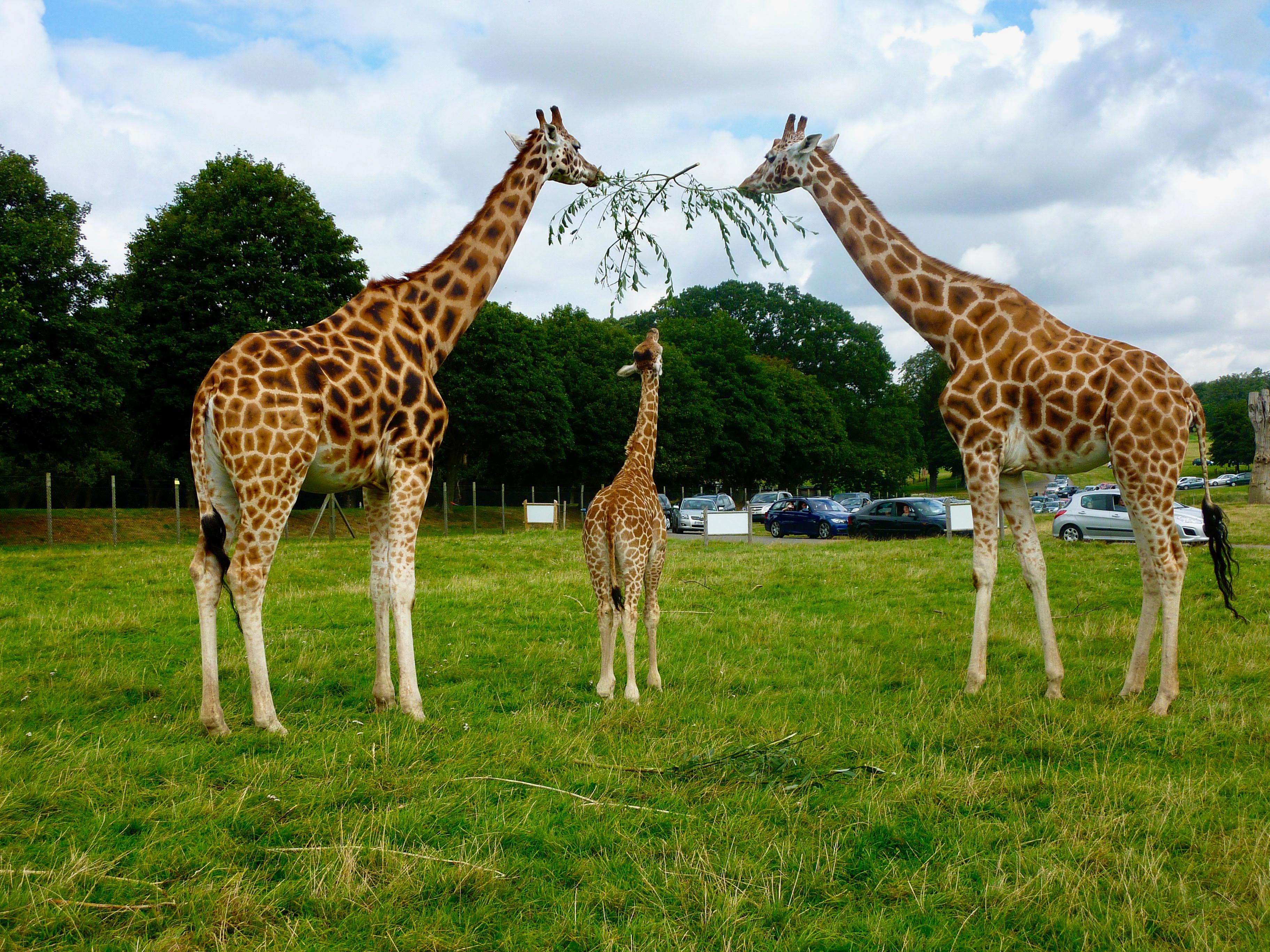 A family of giraffes sharing a tree branch at a safari park.