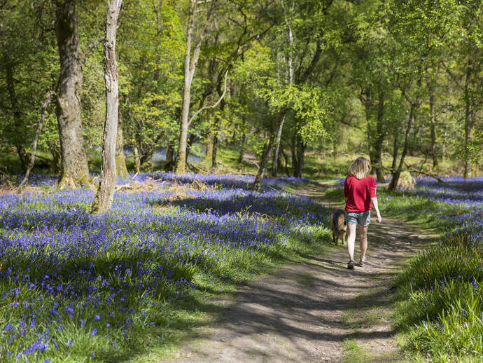 Person, die auf einem von Glockenblumen und Bäumen umgebenen Weg spazieren geht
