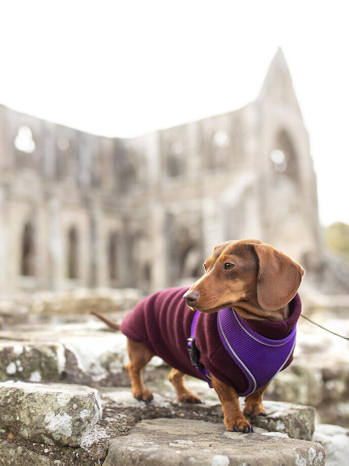 A sausage dog out the front of the ruins of an old Abbey.