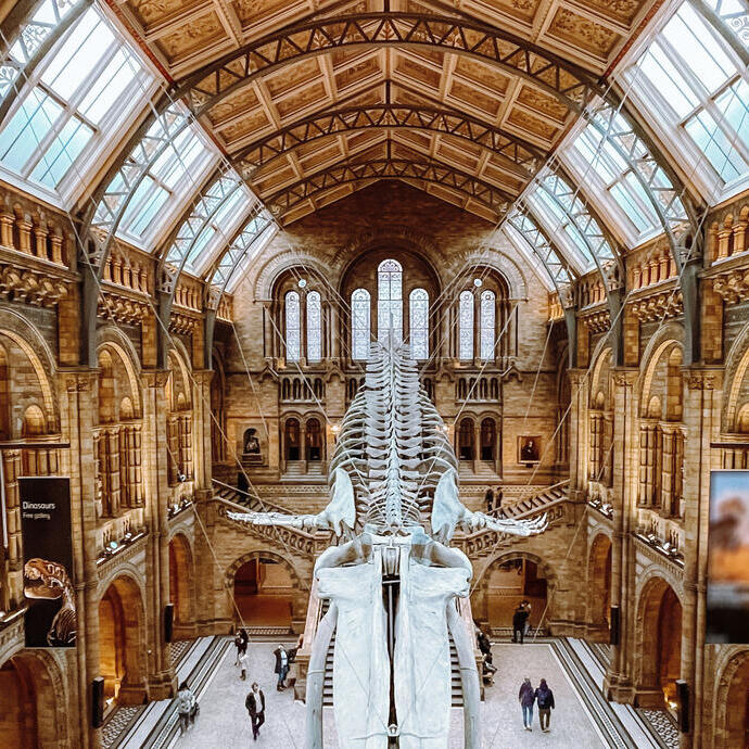 Großes Dinosaurierskelett hängt in einer großen Museumshalle mit hohen Fenstern und Decke.