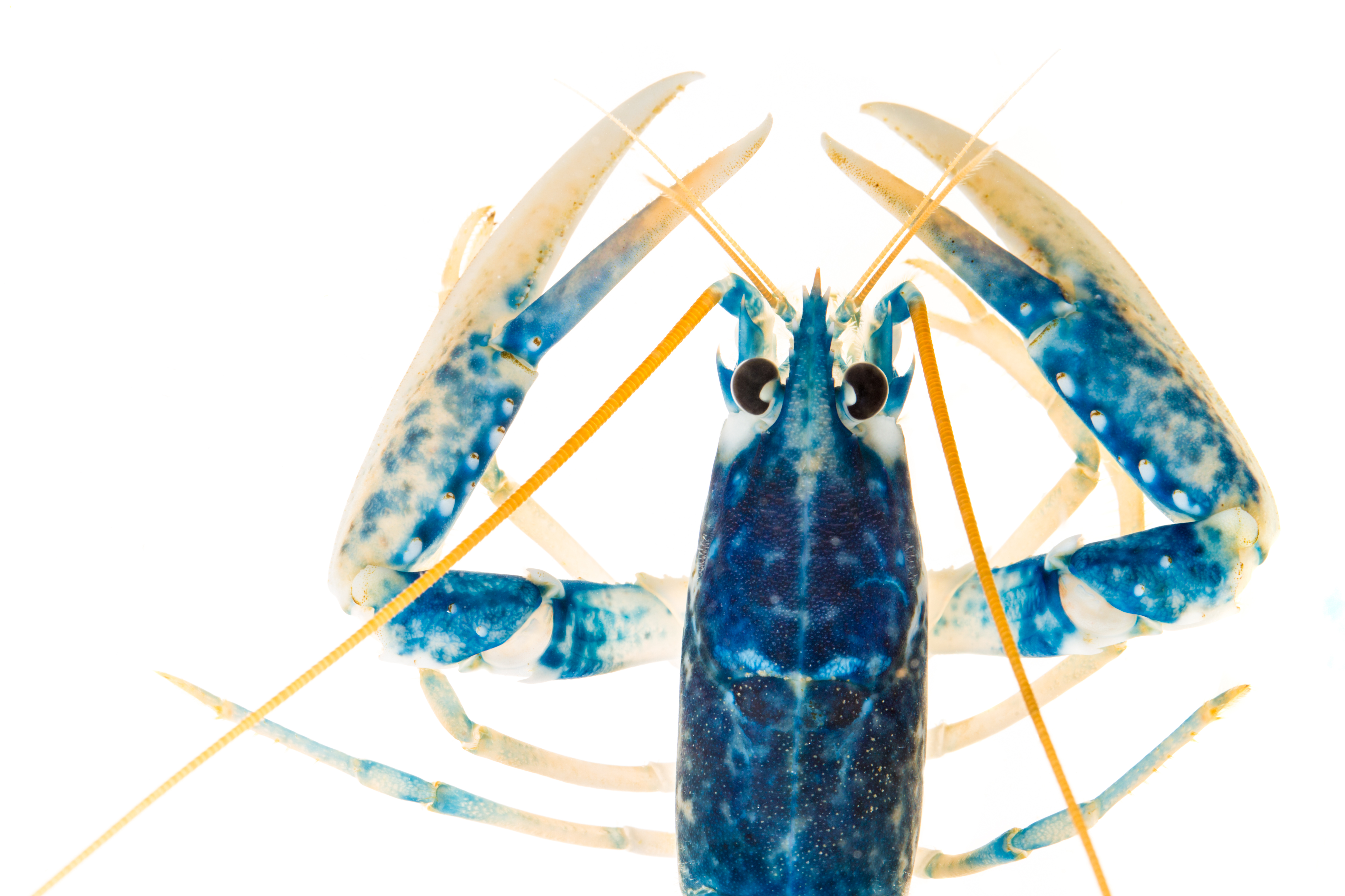 Nahaufnahme eines gewöhnlichen Hummers in der National Lobster Hatchery