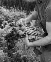 Black and white image of a man picking vegetables at The Pig restaurant, Hampshire - sustainable food