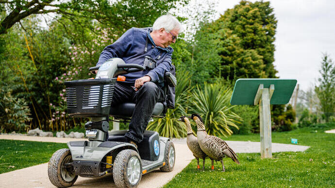 A man in a mobility scooter leans over to look at two birds by him on the ground. WWT Slimbridge Wetland Centre-
