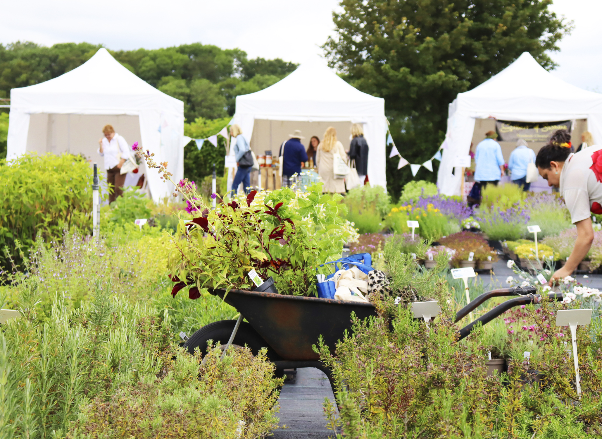 Rows of herbs for sale at Jekka's Herb Farm in Bristol