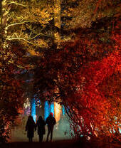 Three people walking under an arch of lit-up trees towards more light displays in woodland at Enchanted Weston at Western Park, Shropshire