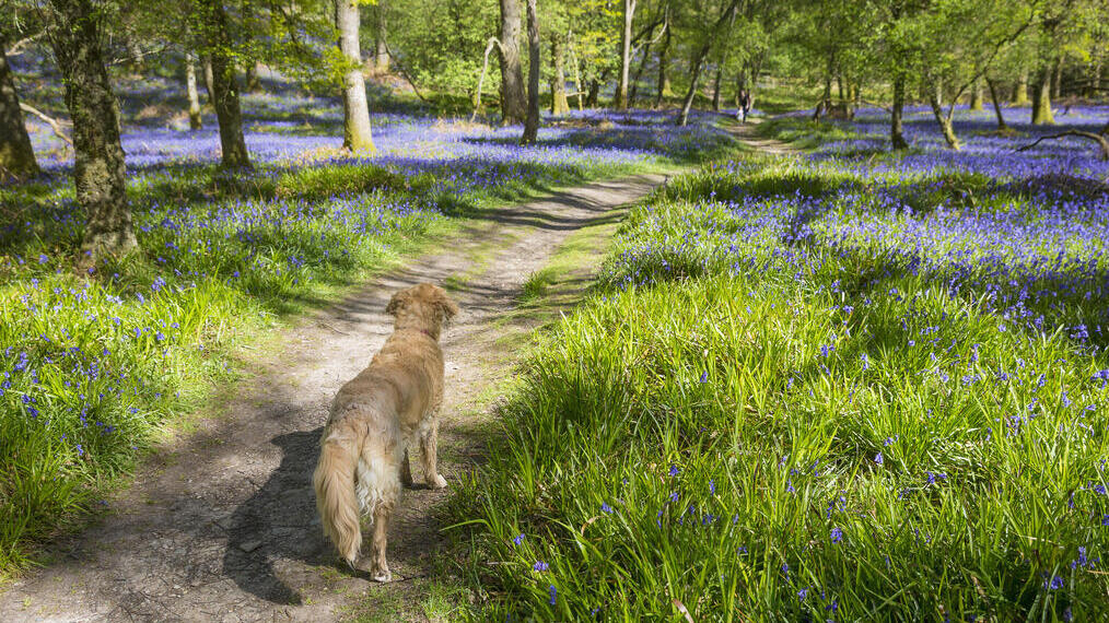 Campanillas de invierno en primavera en Inchcailloch, una isla del lago Lomond situada a poca distancia de Balmaha.