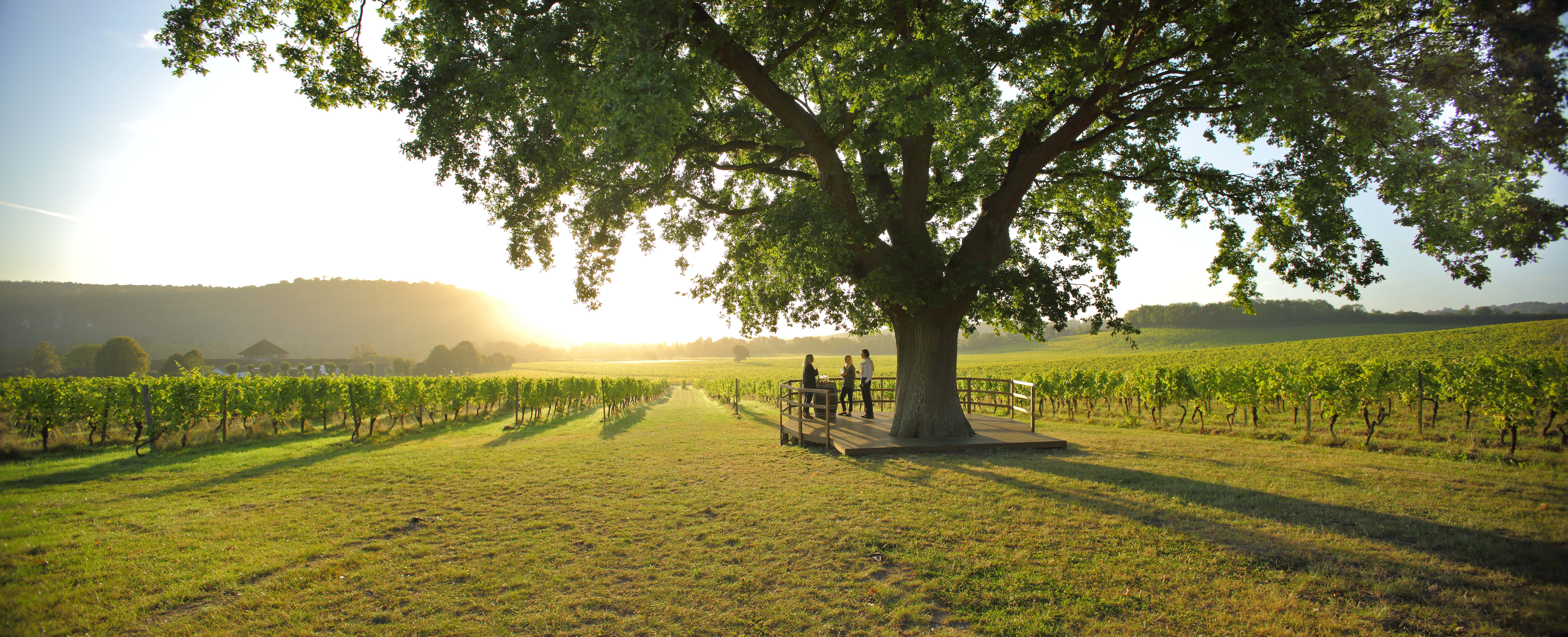 People on wine tasting tour in vineyard setting