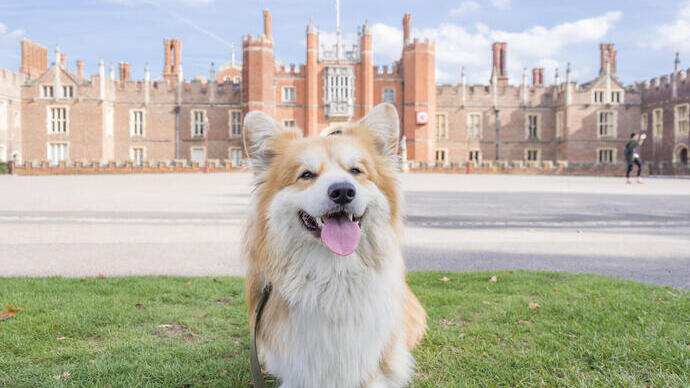 Dog sat on the grass in front of a large palace