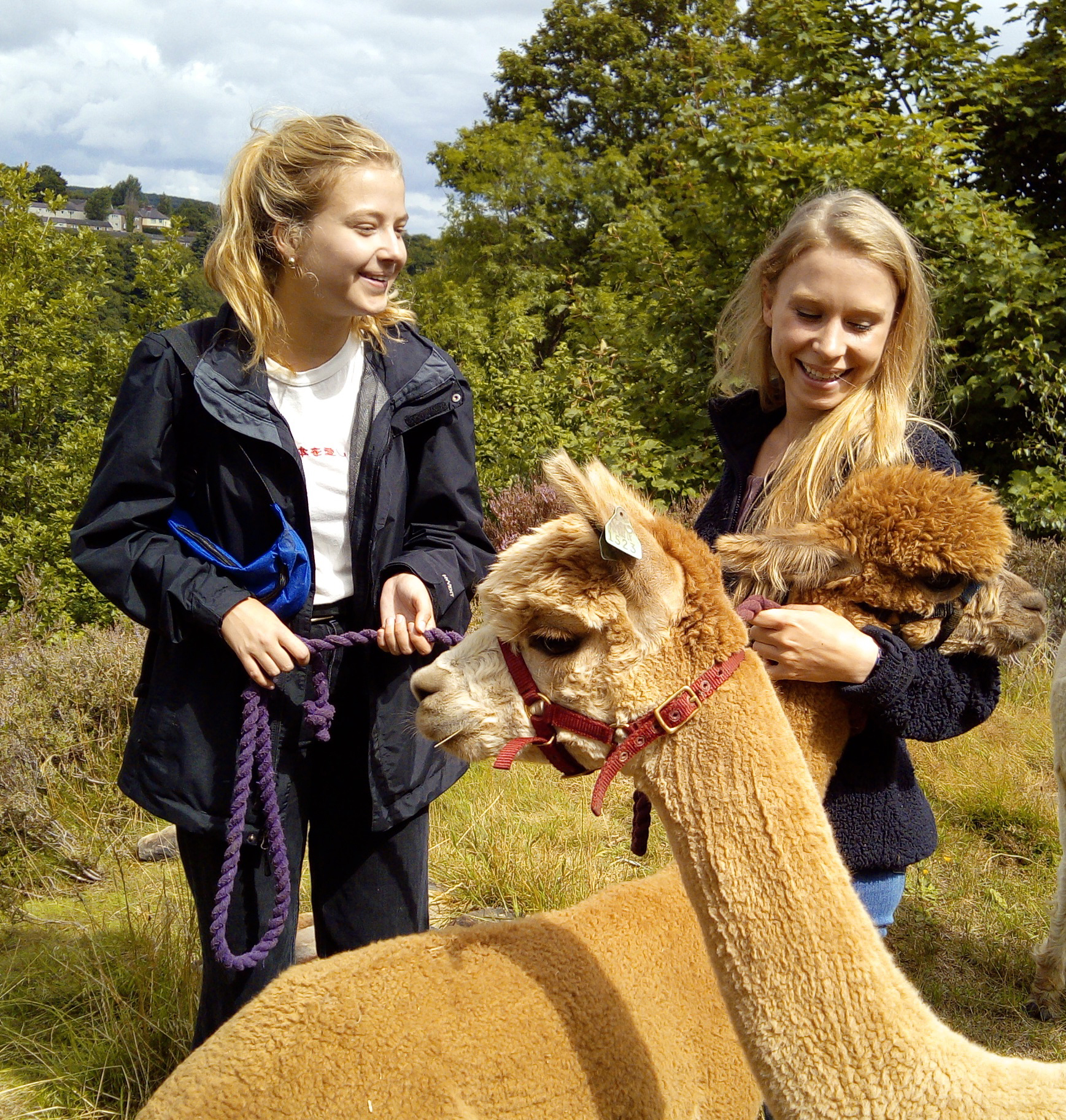 Two women leading an alpaca as part of a walking tour at Holly Hagg Community Farm in Sheffield
