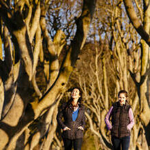 People walking on path between tall intertwined trees