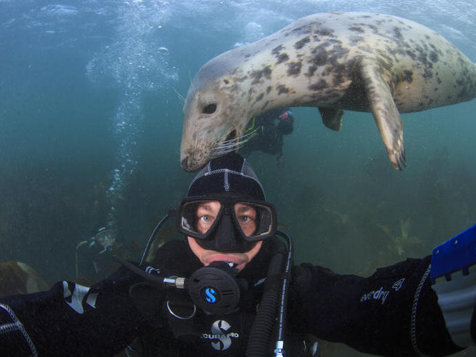 Grey seal nibbling the hood of a scuba diver.