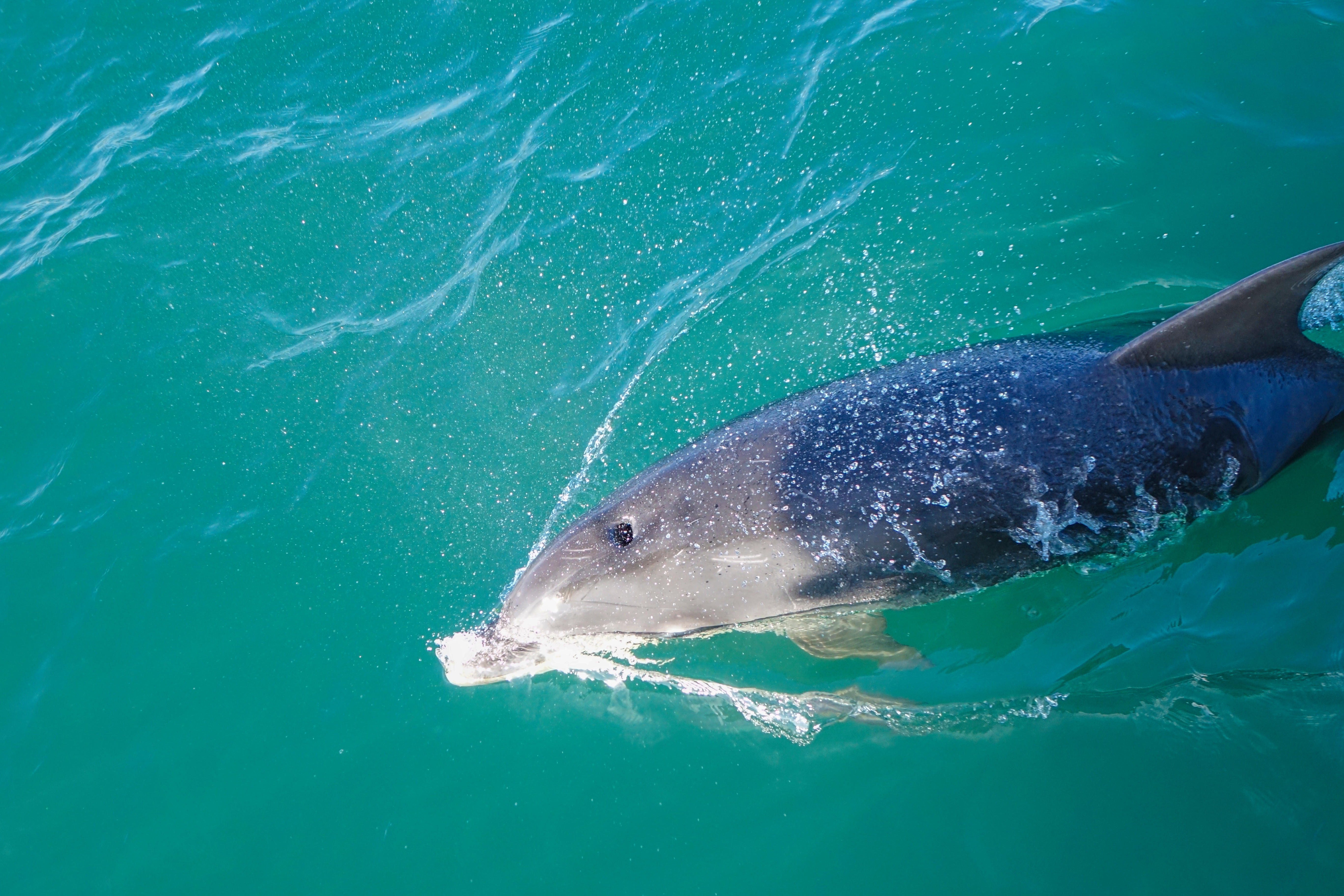 Dolphin blow hole, close up,Torbay Devon, England, United Kingdom