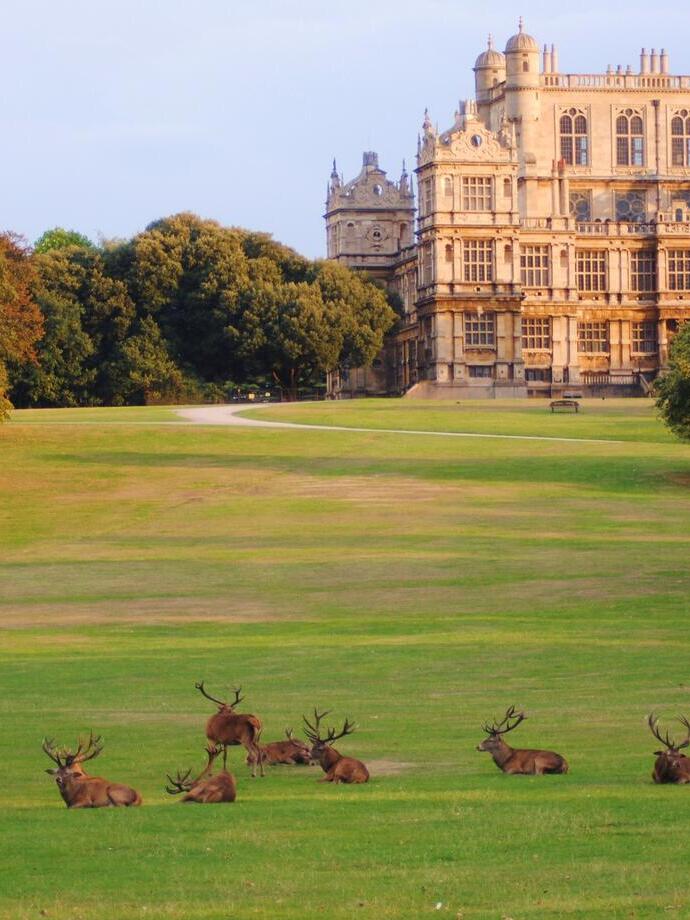 Un grupo de ciervos tumbados en la hierba en Wollaton Park, una zona rural y de jardines que rodea Wollaton Hall