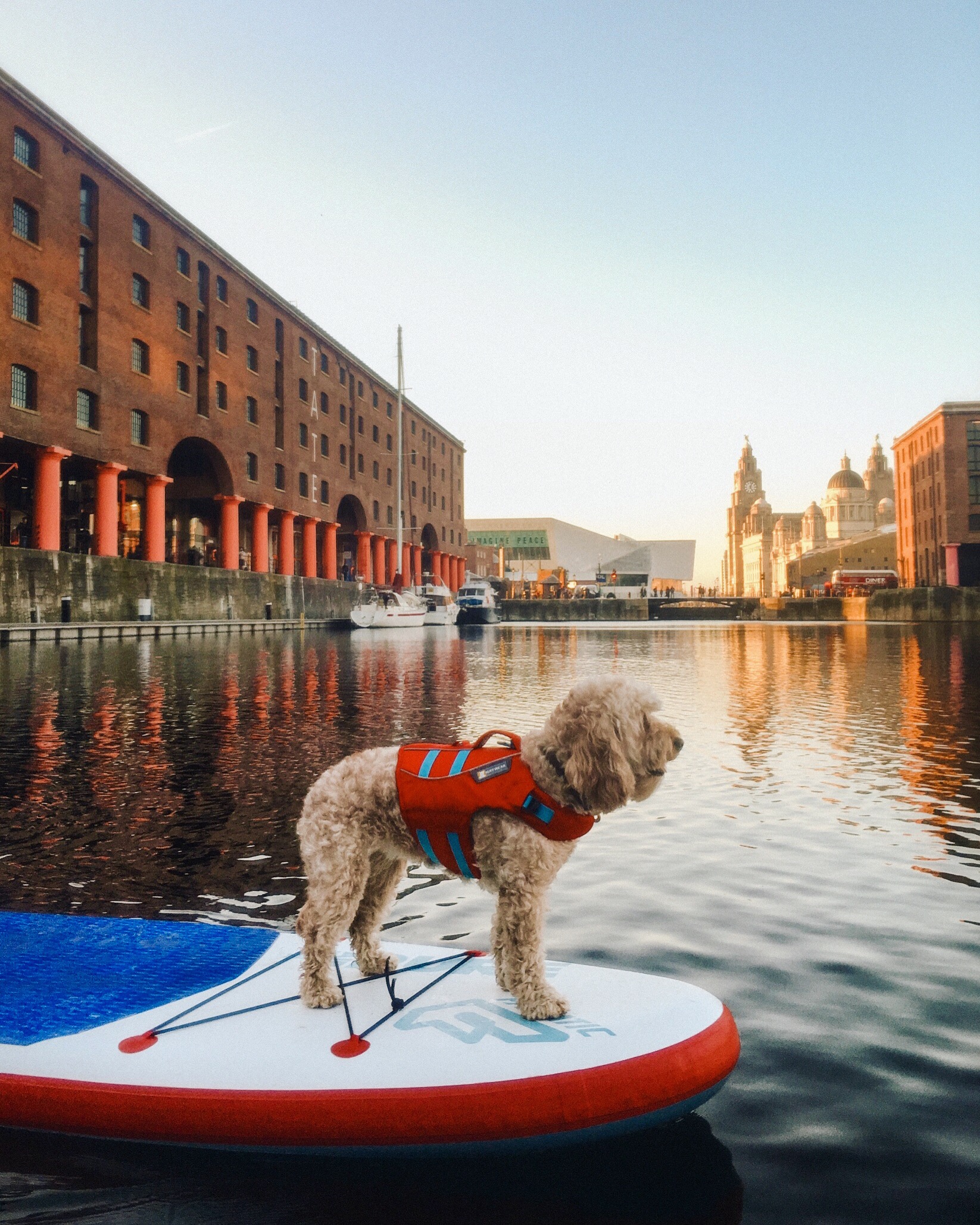 Chien portant un gilet de sauvetage sur un paddleboard dans un bassin entouré de bâtiments