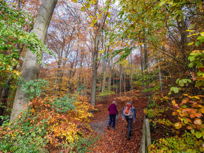 Queen Elizabeth Country Park