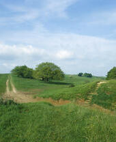 Countryside field with trees