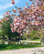 Flores de cerezo en Castle Park, Colchester