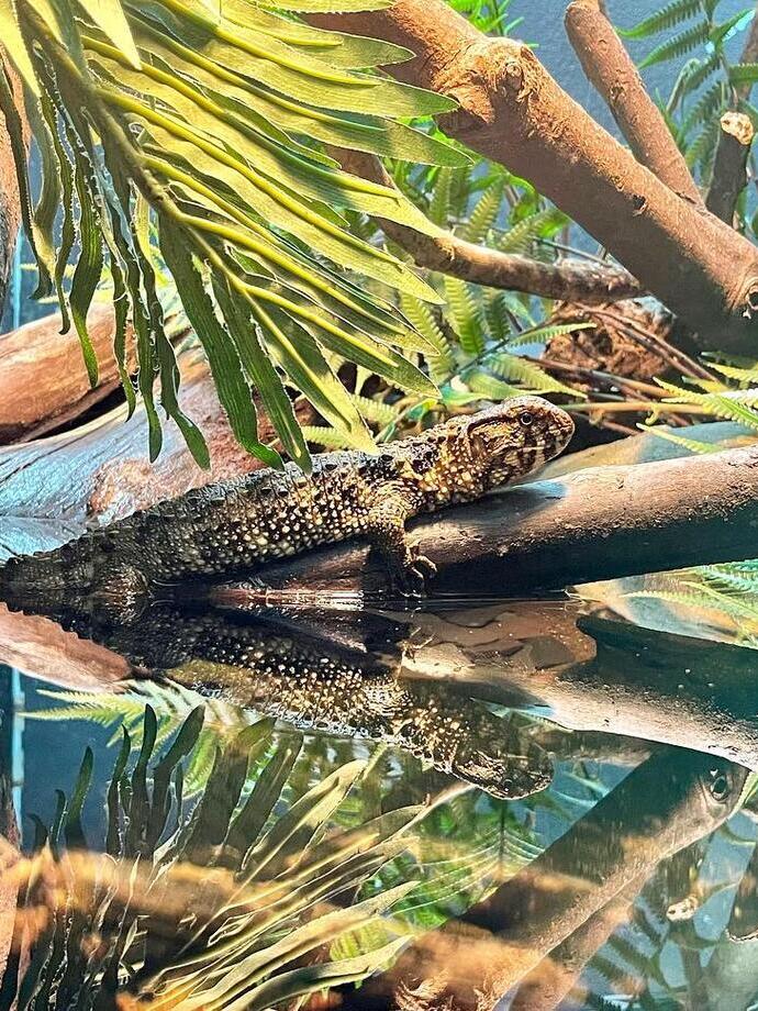 Reptile House, London Zoo