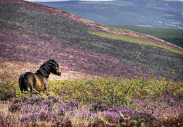Exmoor Wildlife Safaris