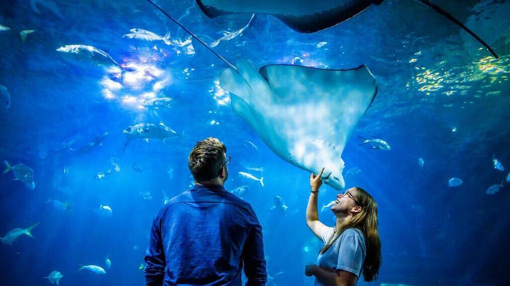 Printemps - Deux personnes observant la vie marine au National Marine Aquarium