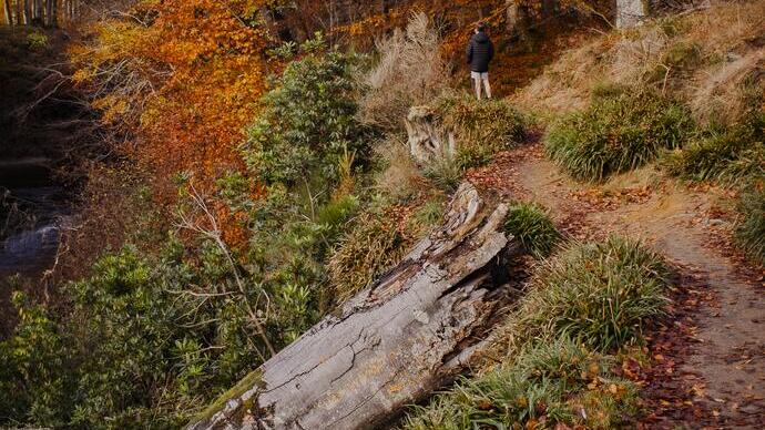 Ragazzo in piedi su un sentiero in un bosco con foglie autunnali sul terreno