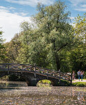 Un pont en bois au-dessus de l'eau, entouré d'arbres