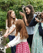 Visitatori che danno da mangiare ai lemuri allo zoo di Colchester