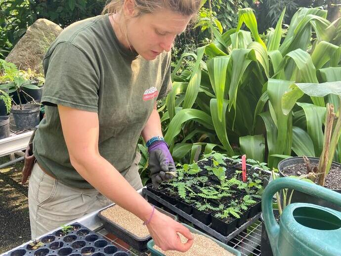 Mujer propagando semillas en un invernadero en el Eden Project