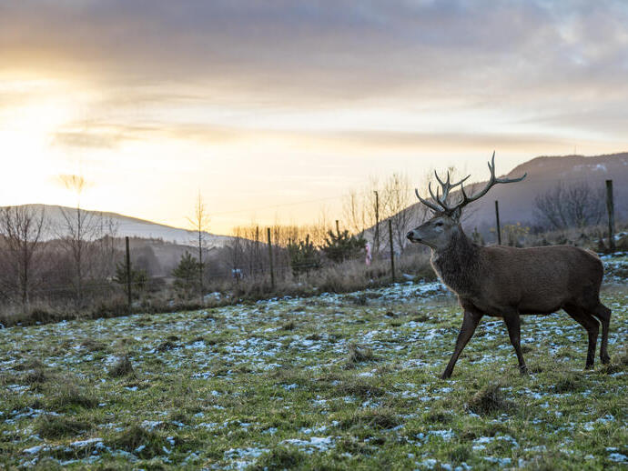 Un ciervo con grandes cuernos en un campo con una ligera capa de nieve en el suelo.
