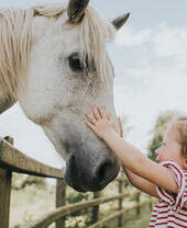 A young girl patting a horse through a fence at an animal farm.