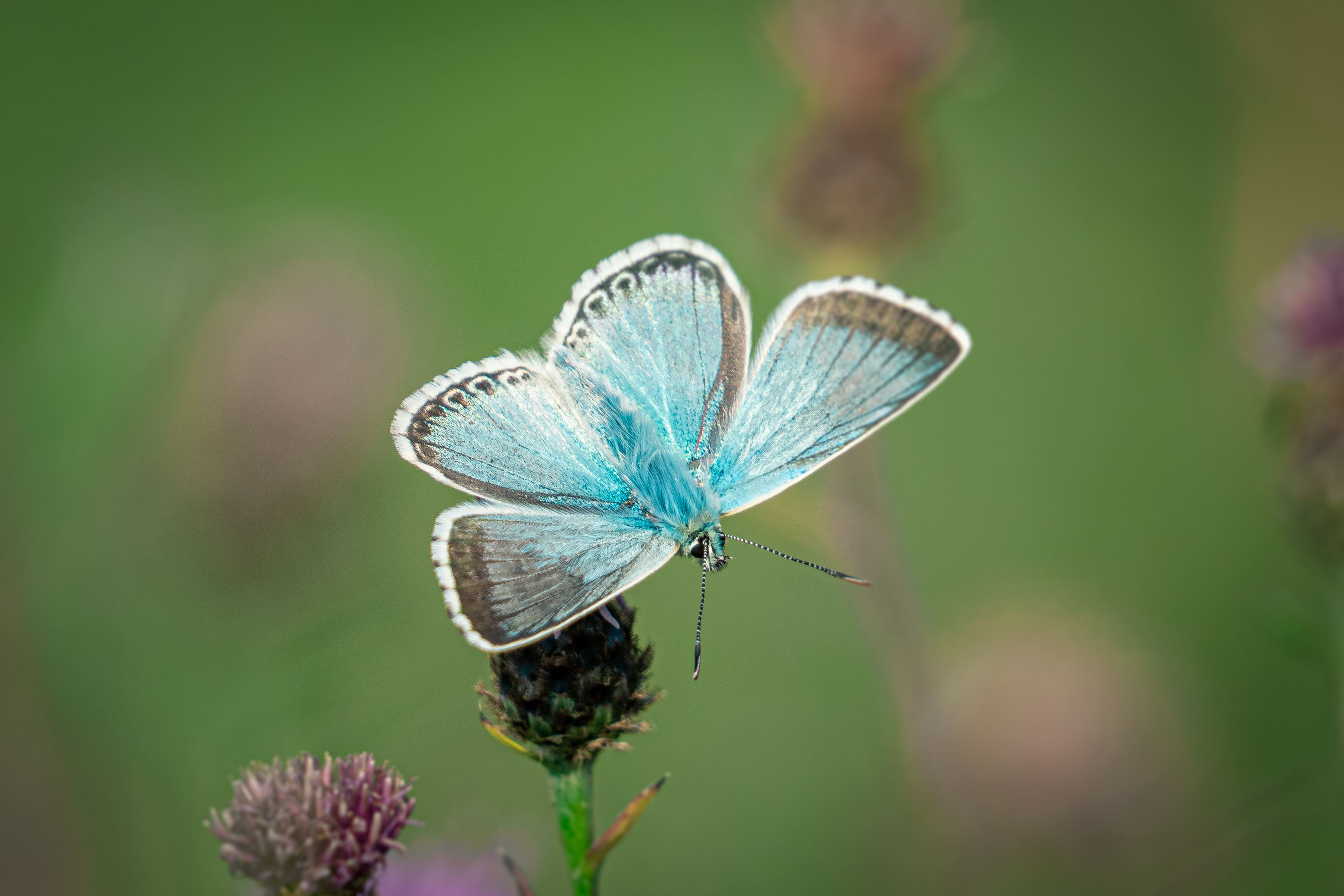 Una mariposa azul posada sobre una flor morada, con un fondo verde borroso.