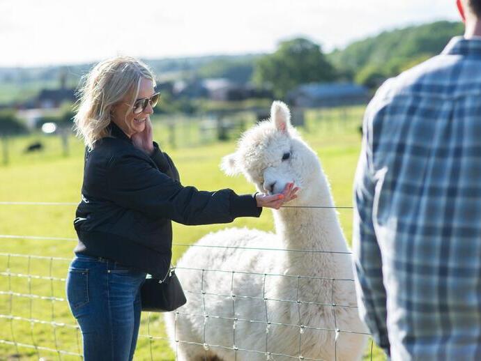 Mujer alimentando a una alpaca