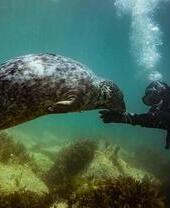 Una foca gris común nada con un buceador en el mar