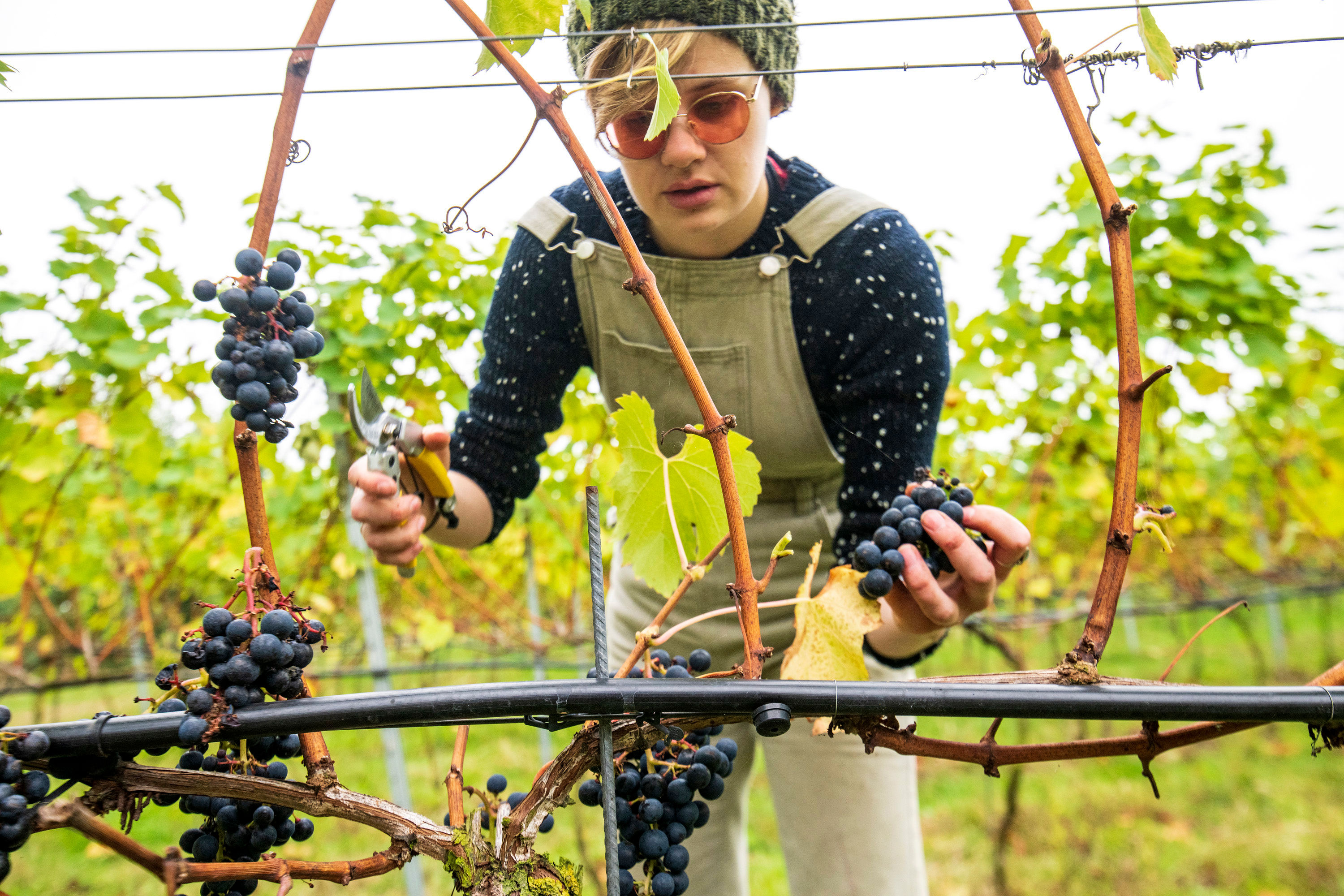 A woman harvesting fruit from vines at Chet Valley Vineyard