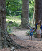 Eine Frau und zwei Kinder spazieren durch einen Wald im New Forest