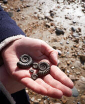 Five ammonites found along the beach held in the hand of a child against the sandy beach