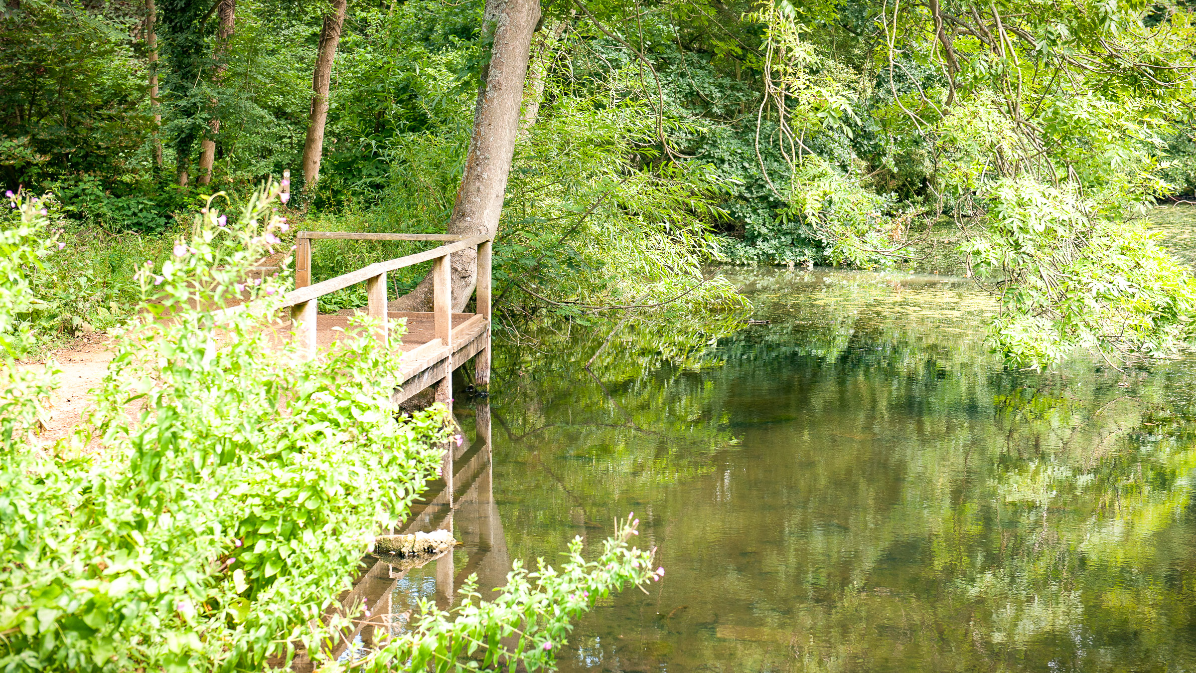 A lake in the CS Lewis Nature Reserve in Oxford