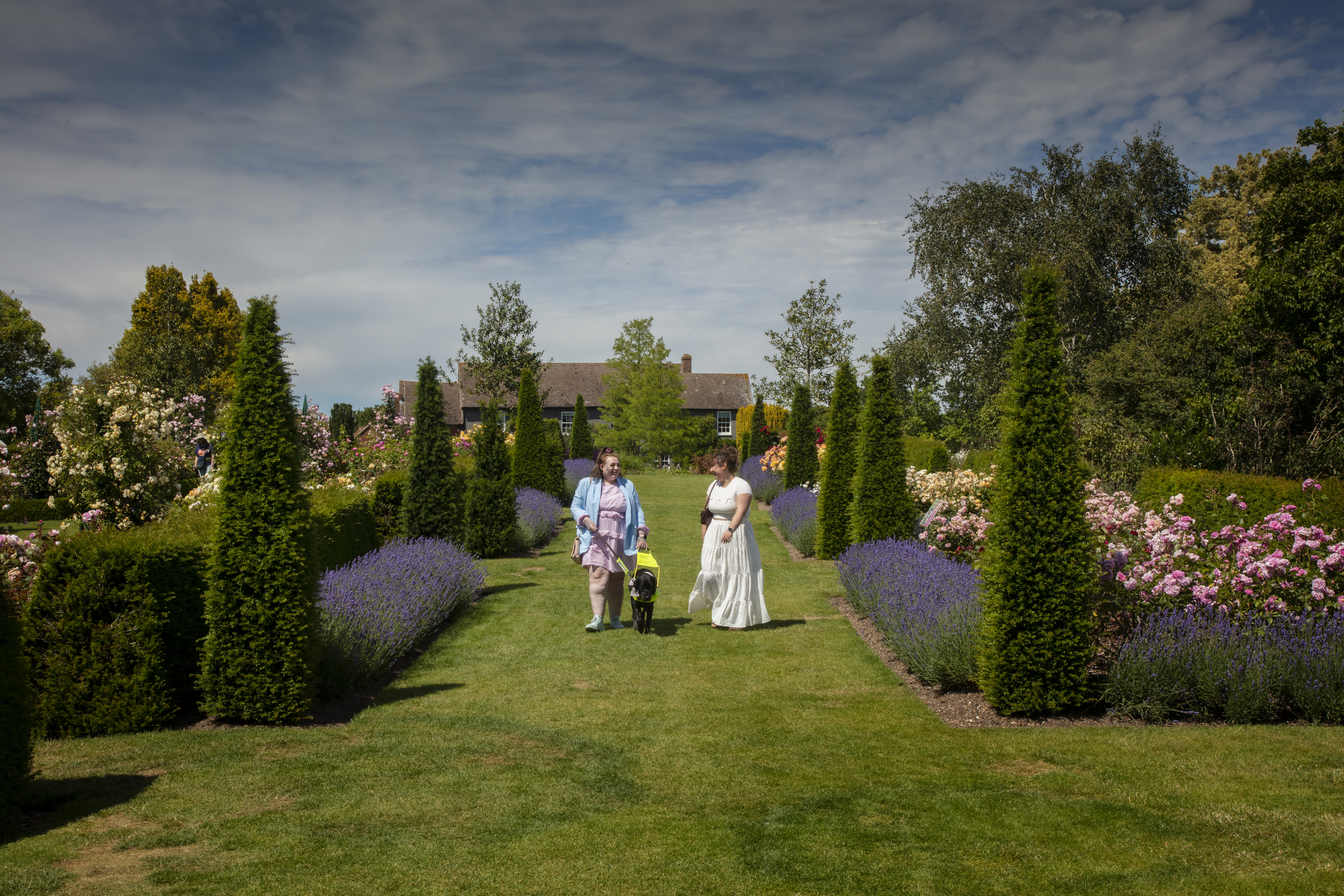 A lady with her guide dog walks with another lady in a garden that has lavender borders