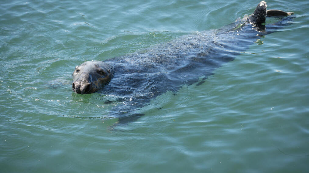 A seal in the water