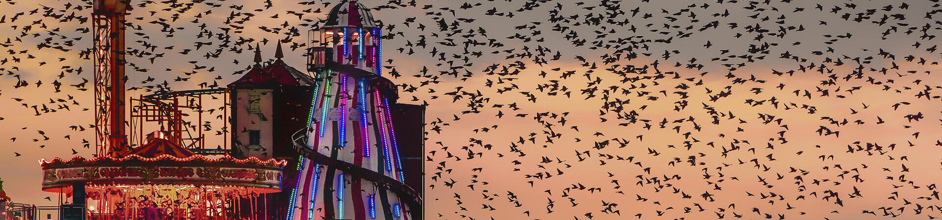 Large flock of birds at sunset over a fairground on a pier