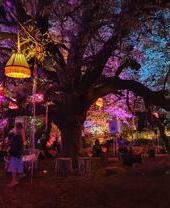 People standing under tree at night lit up by lanterns