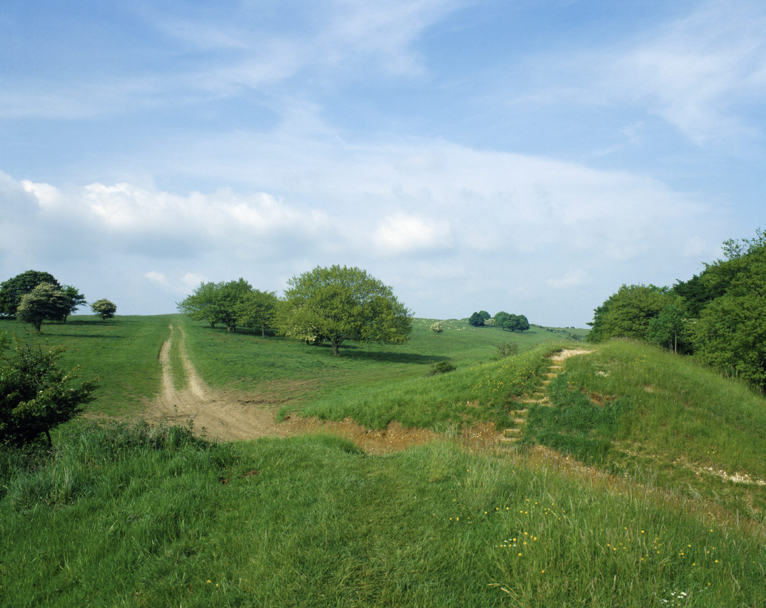 Campo rural con árboles