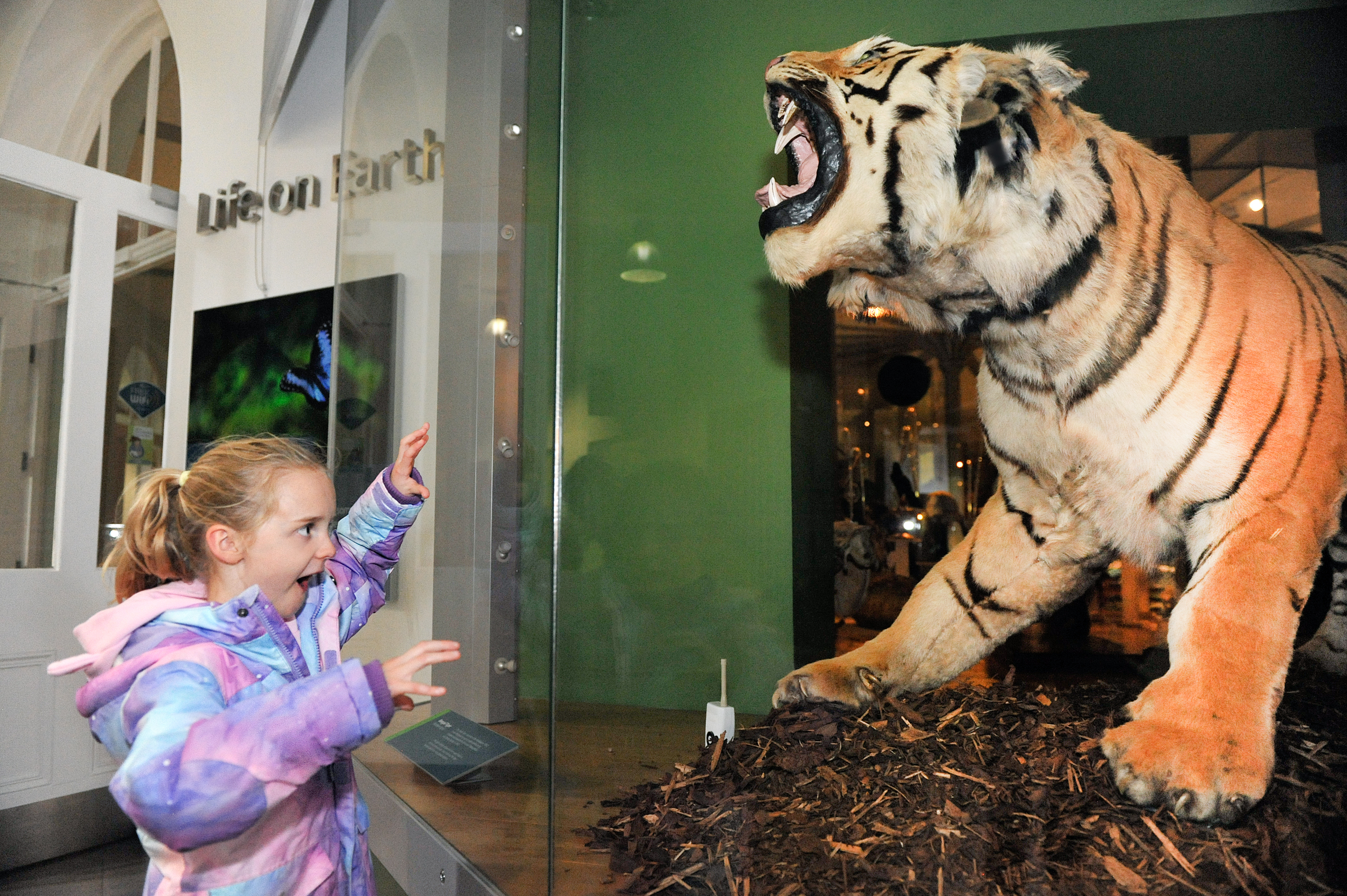 A girl posing in front of a tiger exhibit at Leeds City Museum