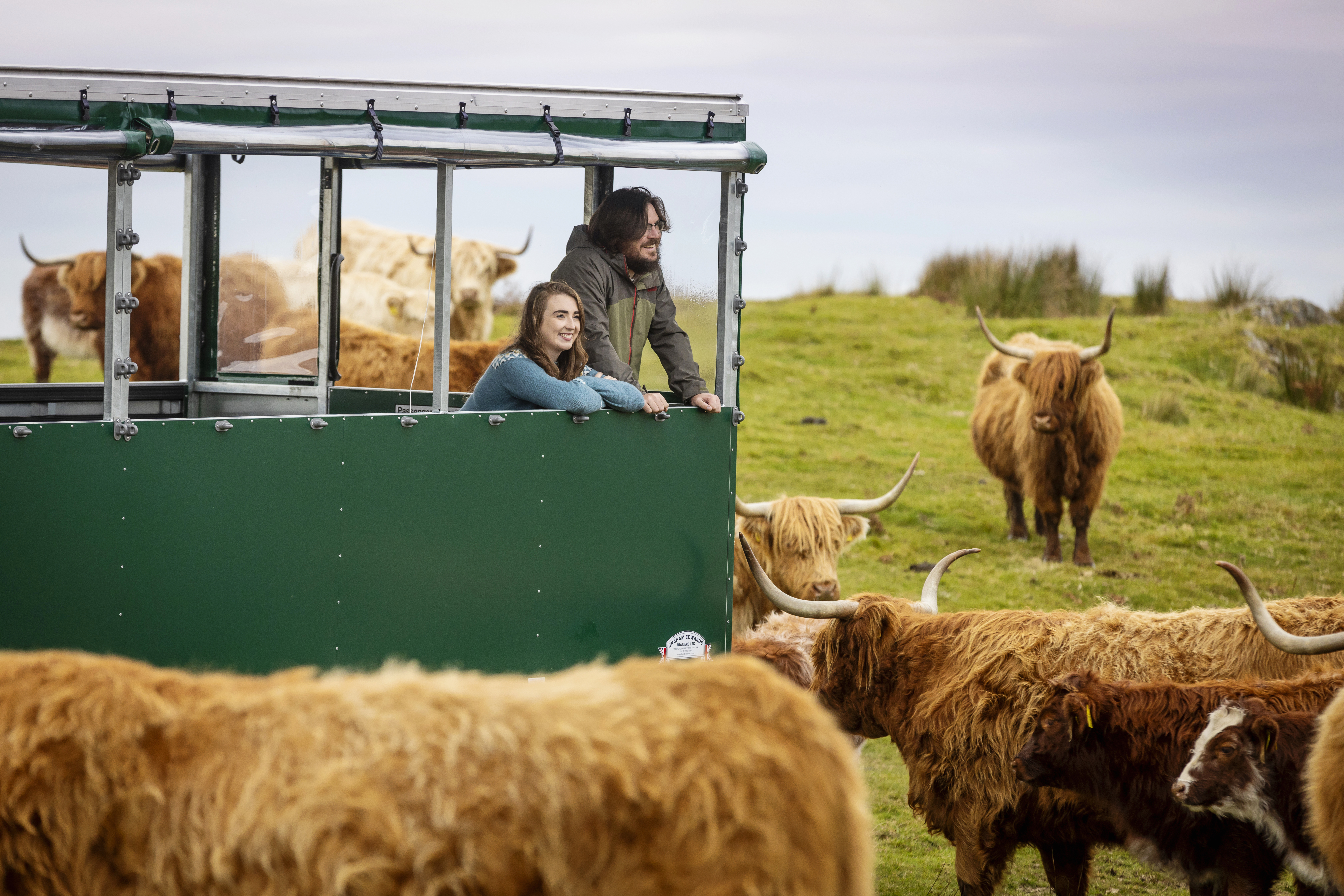 A couple taking a guided farm experience among Highland cattle and sheep from a purpose-built trailer.